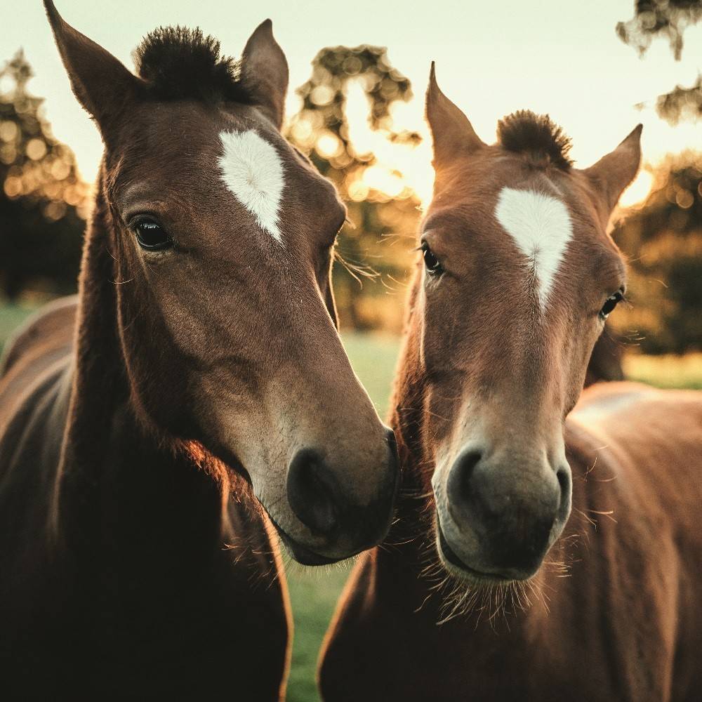 Horses 